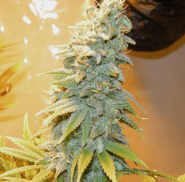 Auto Northern Blue